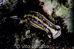 Nudibranchs - Hypselodoris fontandraui by Vito Lorusso 